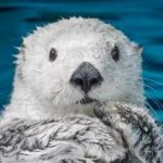 やっと夢が叶ったのに思ってたのと違った〜ラッコとの対談〜