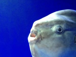 わたしもこんなか弱い女性になって王子様に守ってもらいたいと思ったから今日からか弱くなることにした〜マンボウとの対談〜