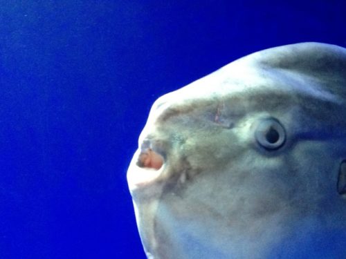 わたしもこんなか弱い女性になって王子様に守ってもらいたいと思ったから今日からか弱くなることにした〜マンボウとの対談〜