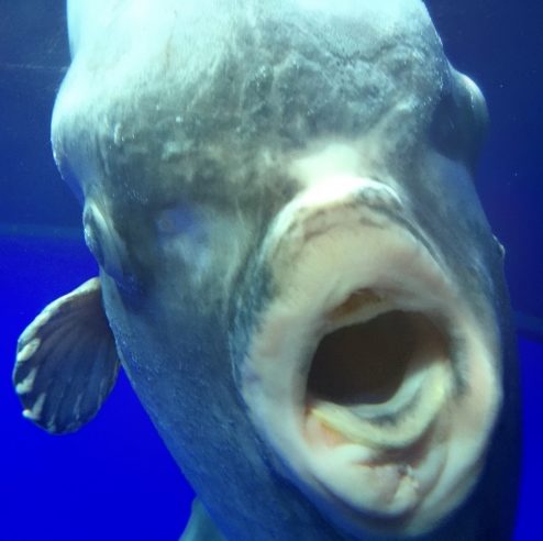マンボウくん