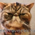 辛いイライラを治す方法【どうしてイライラするの？】