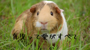 育児に正解はないけど子育てに成功する親に共通する3つの育児法