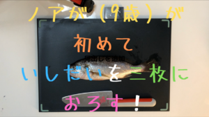 娘が（9歳）が初めての魚さばきでいしだいを三枚におろす！