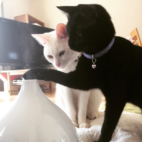 乾燥対策（新型加湿器）で美肌と若さアップ！【毛穴開き・シワ】